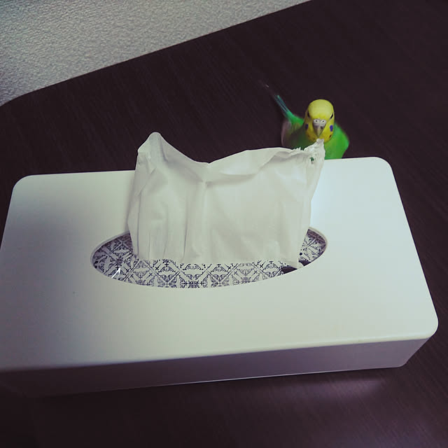 toratanさんの実例写真