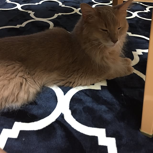 mofucatさんの実例写真