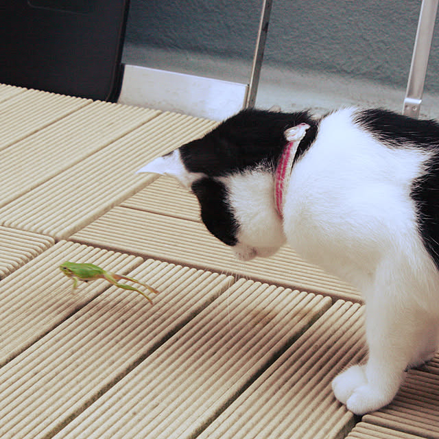 noraさんの実例写真
