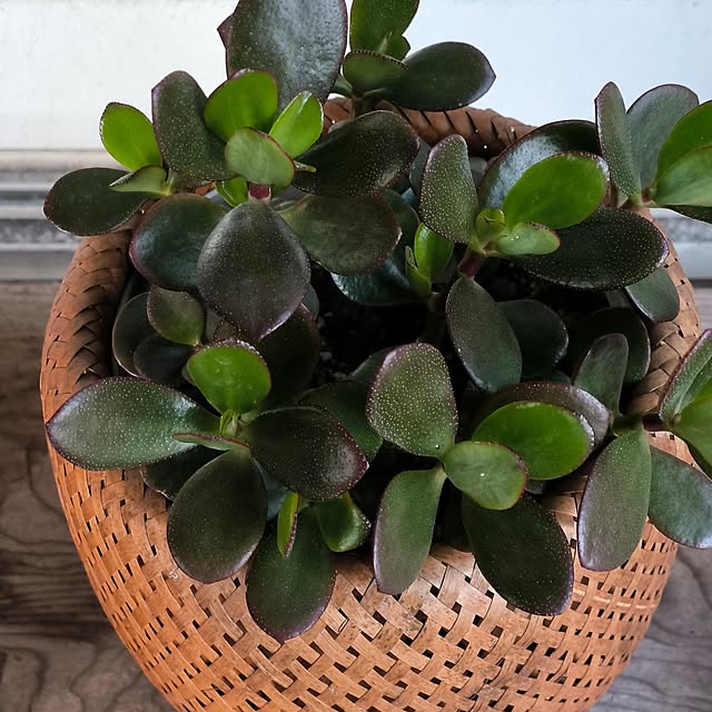 koyutan-mjmさんの部屋