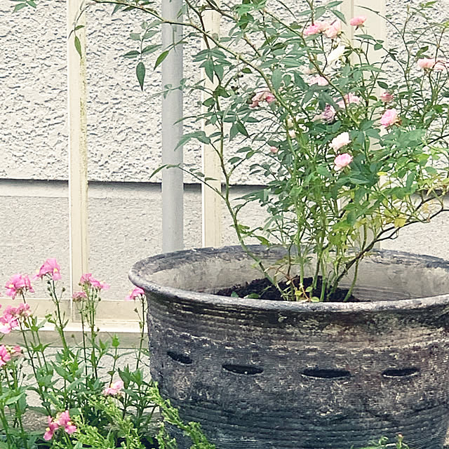 mariさんの実例写真