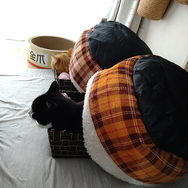 koromaroさんの実例写真