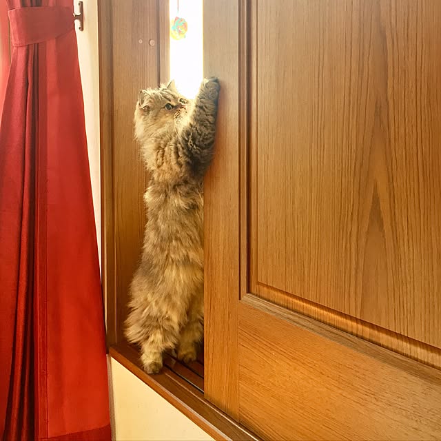butachanさんの実例写真