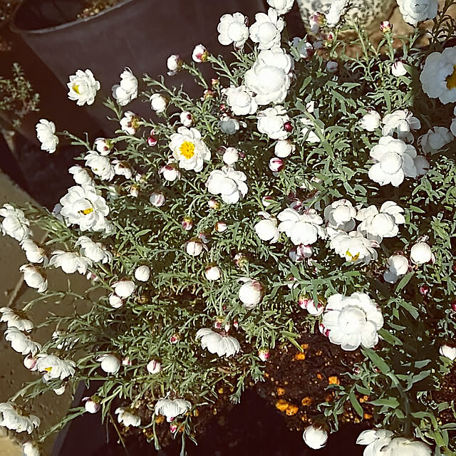 sunflowerさんの実例写真