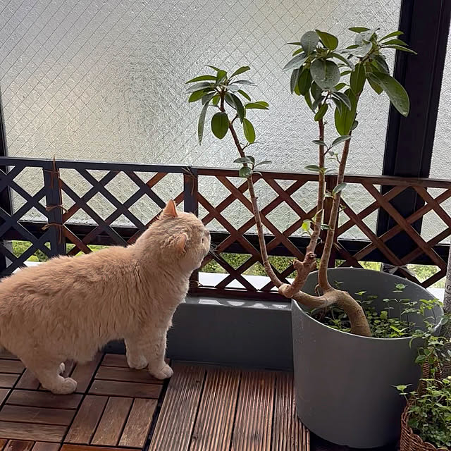naokoさんの部屋