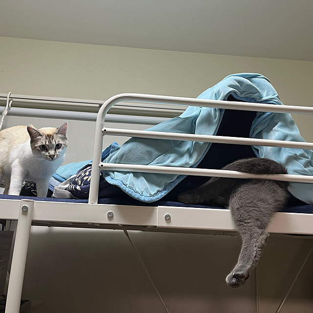 nekoさんの部屋