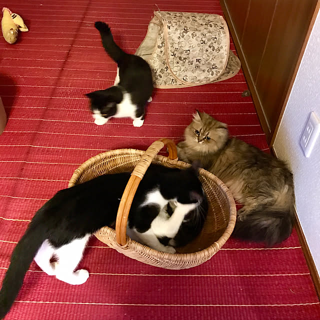 butachanさんの実例写真