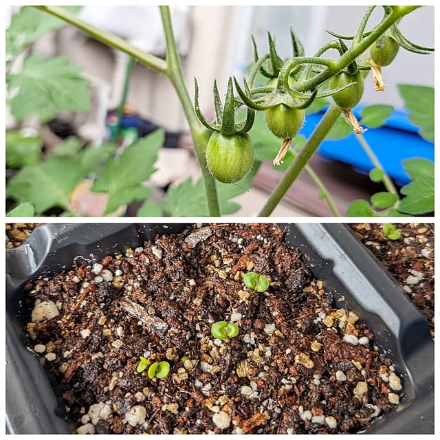 ToReTaRiさんの部屋