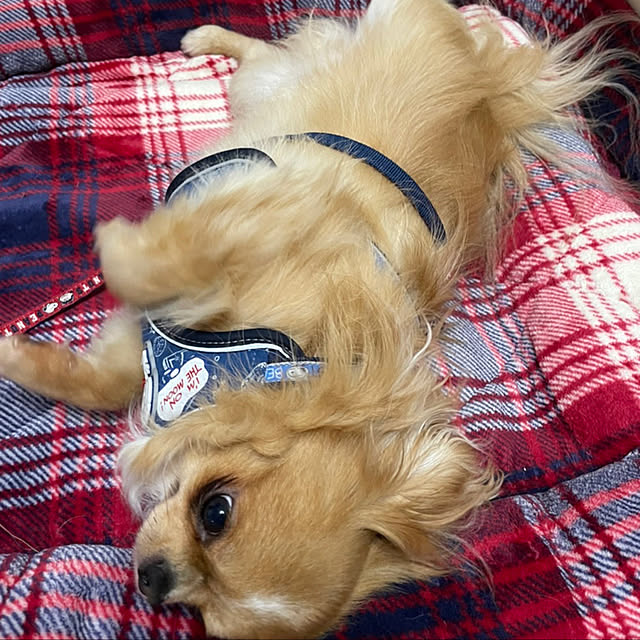haruさんの実例写真