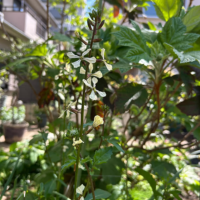 botanさんの部屋