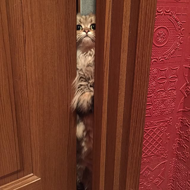 butachanさんの実例写真