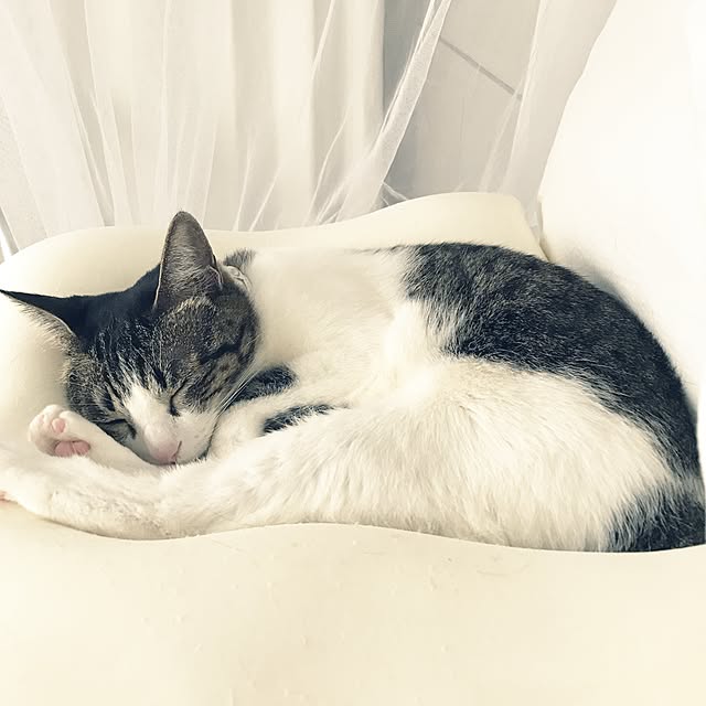 Shihoさんの実例写真