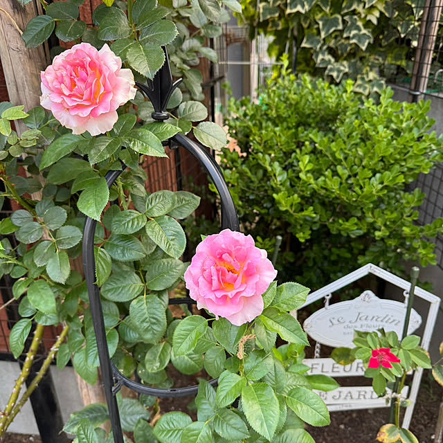 RoseLife5818さんの実例写真