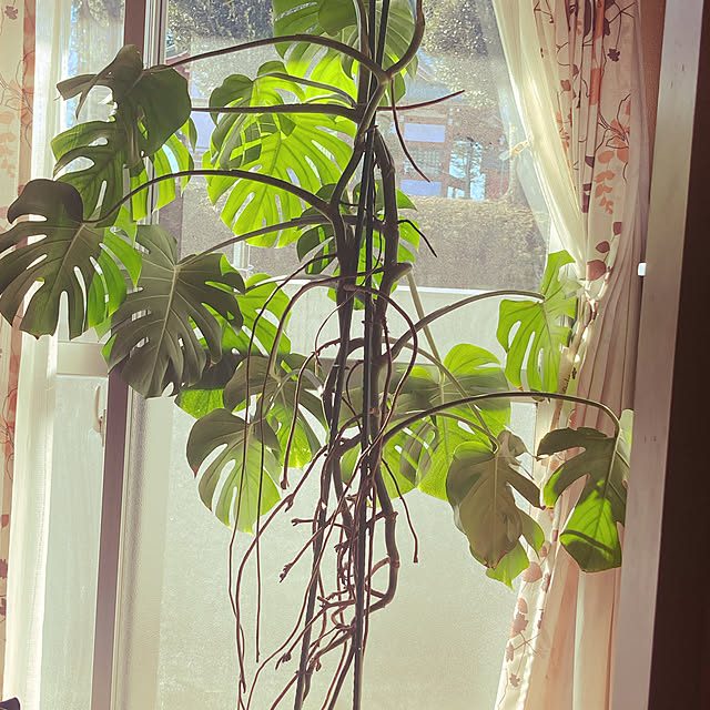 観葉植物/リビングのインテリア実例 - 2021-12-26 09:39:07