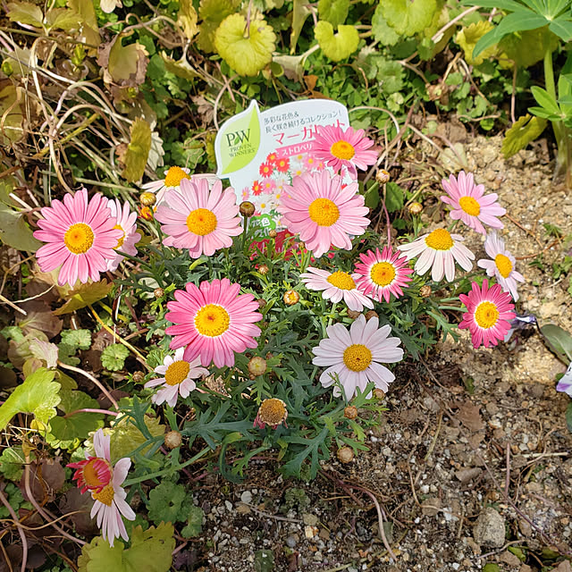 hanahanahanaさんの実例写真