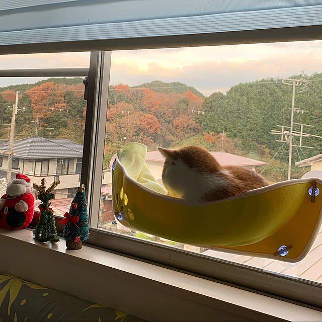 Toyomiさんの実例写真