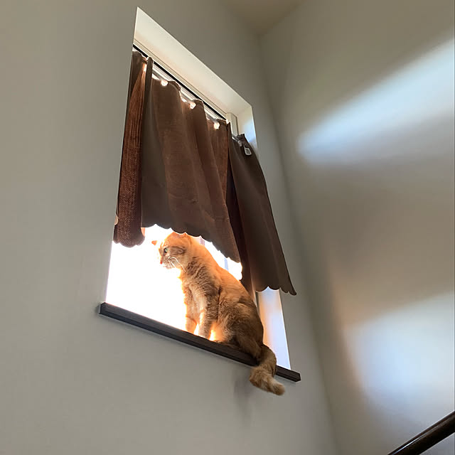 mikeume7さんの実例写真