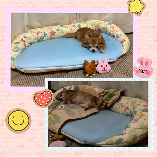 koroさんの実例写真