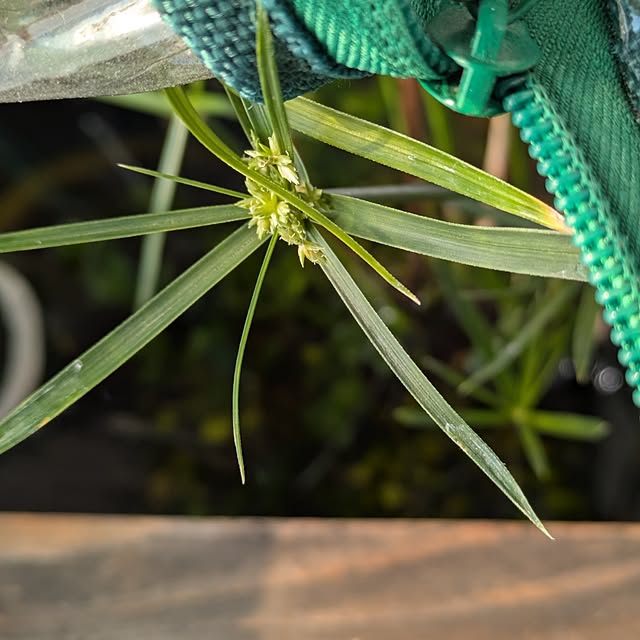 mi-saさんの部屋