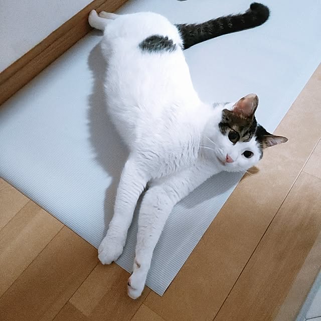 kirakirahikaruさんの実例写真
