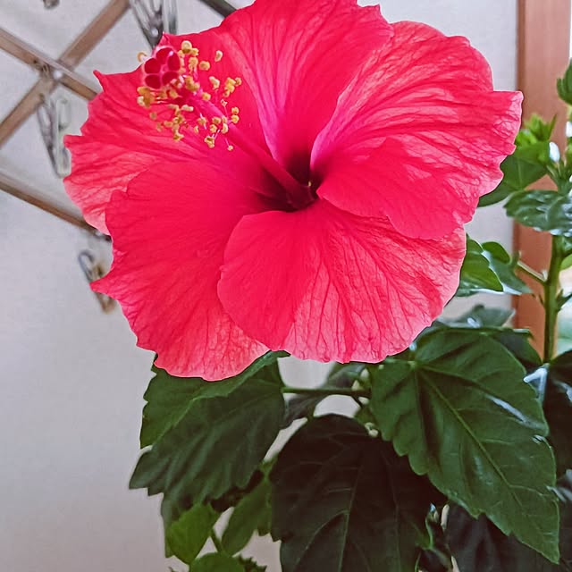 hanachanさんの部屋