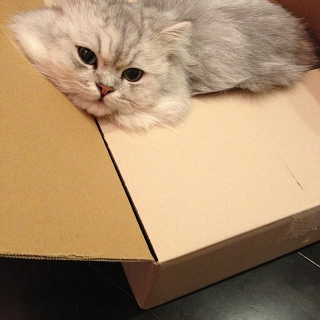 horurunさんの実例写真