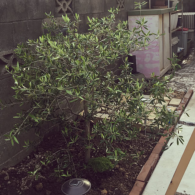 chie320510さんの実例写真