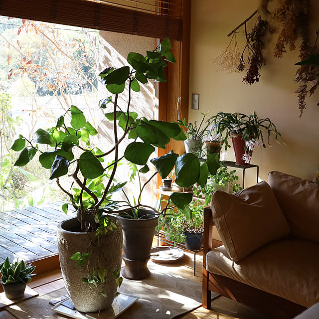 部屋全体/楽天で買ったもの/観葉植物のある暮らし/花のある暮らし/グリーンのある暮らし...などのインテリア実例 - 2024-12-12 22:37:43