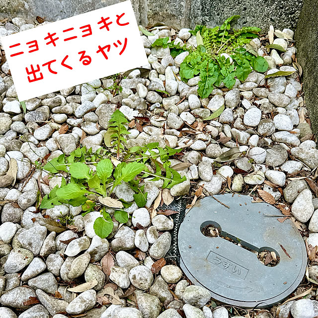 miyuさんの実例写真