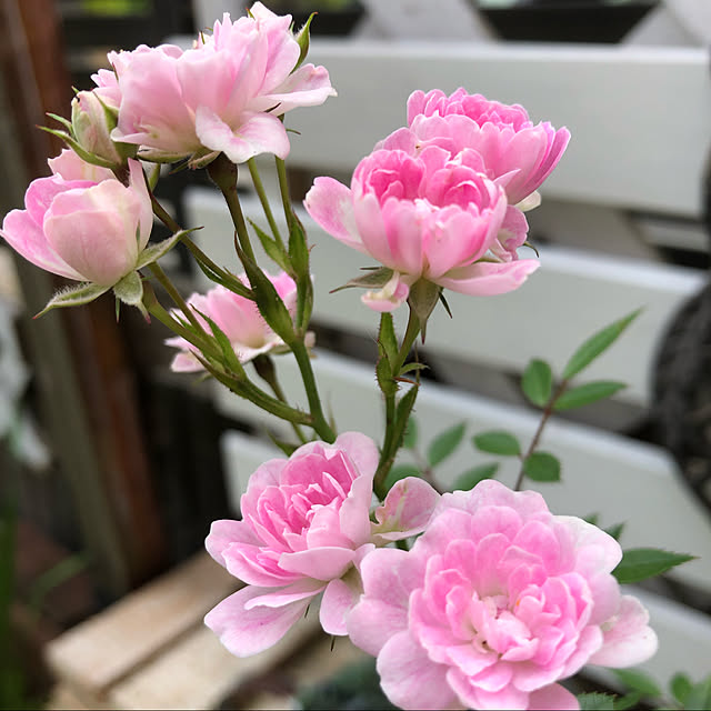 **yuu**さんの実例写真