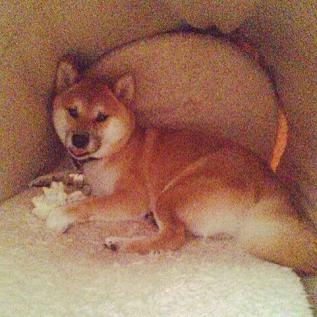 kotaさんの実例写真