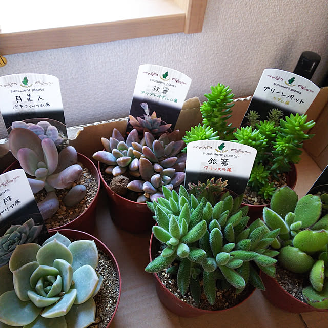 pukkupukuさんの実例写真