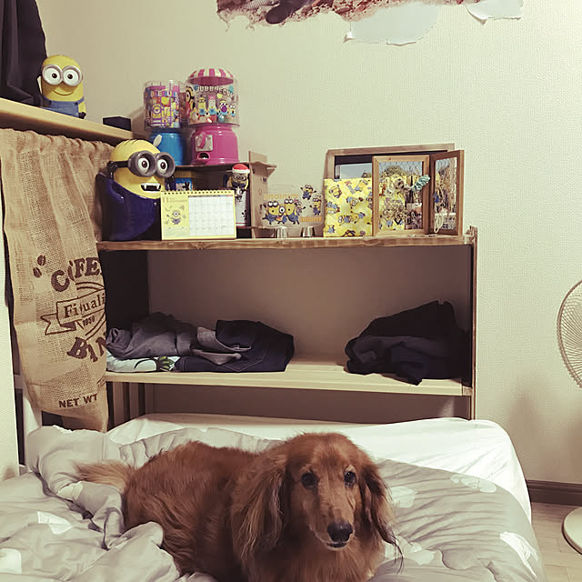 Bocchiさんの実例写真