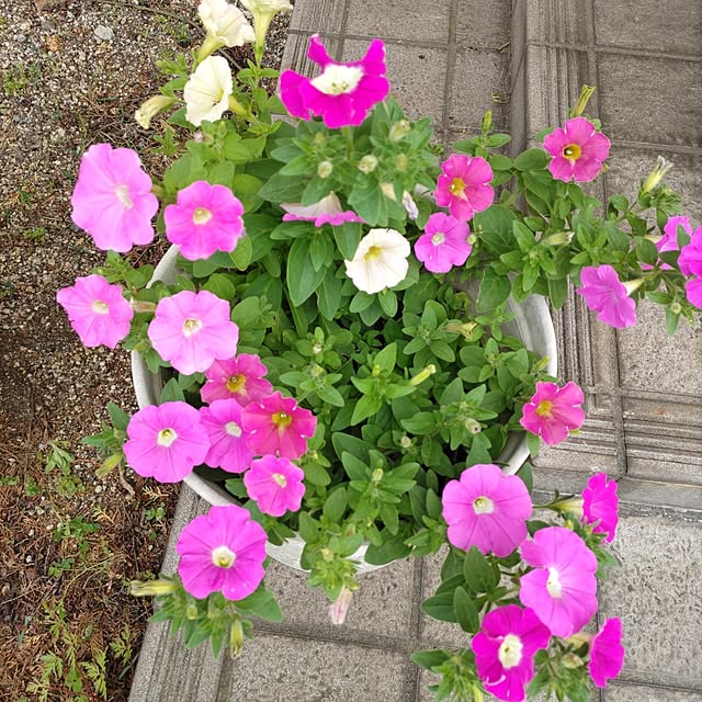 実例写真