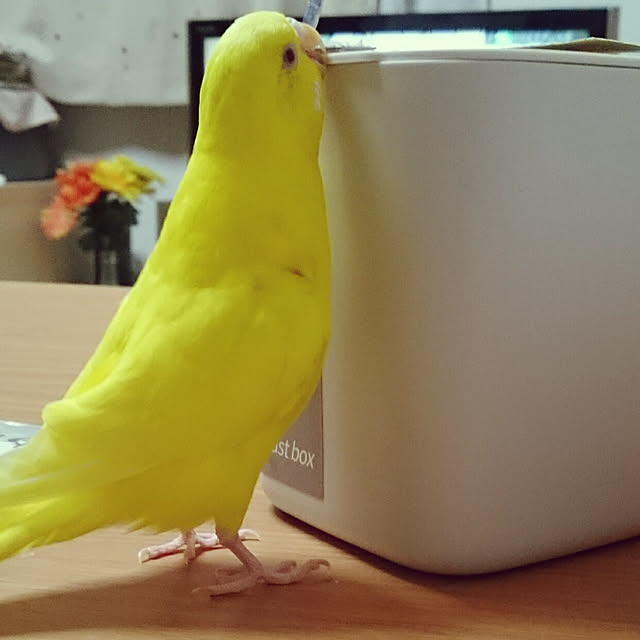 satoriさんの実例写真