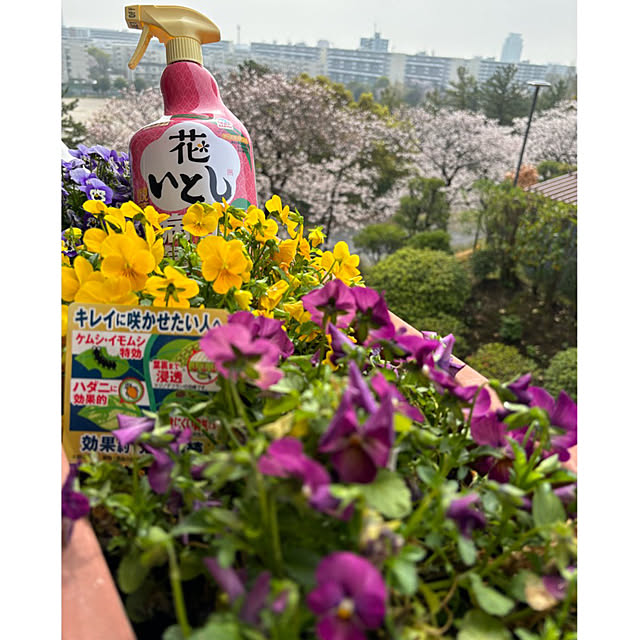 syutmmさんの実例写真