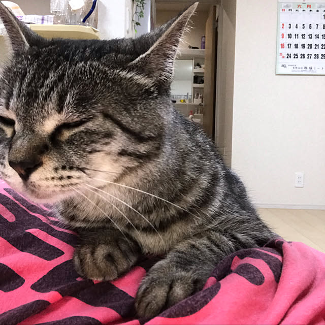 Shinさんの実例写真