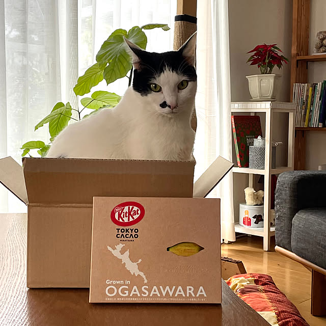 nobikoさんの実例写真