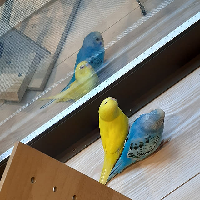 kaede617さんの実例写真