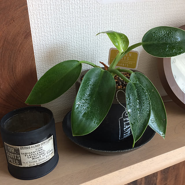 棚/フィロデンドロン/リメ缶/植え替え/観葉植物...などのインテリア実例 - 2017-11-06 11:02:41