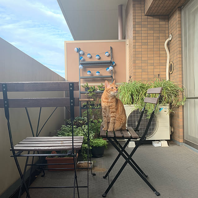 derazouさんの実例写真