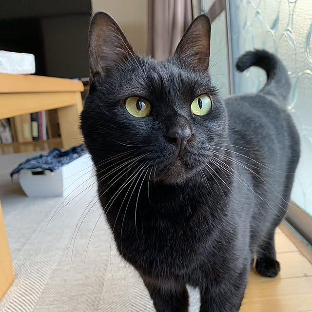 kuromiさんの実例写真