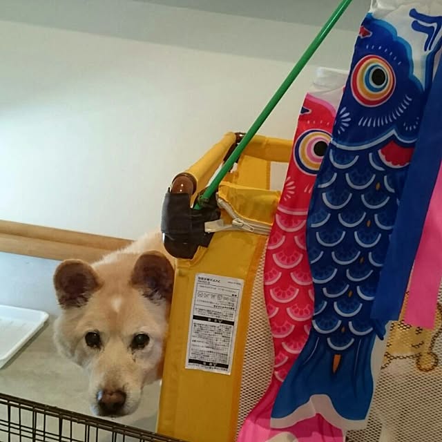 Kazuさんの実例写真