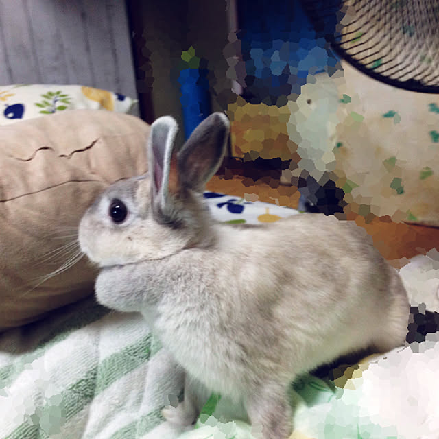 yokomokoさんの実例写真