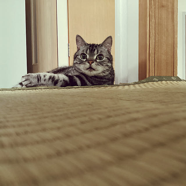 richanさんの実例写真