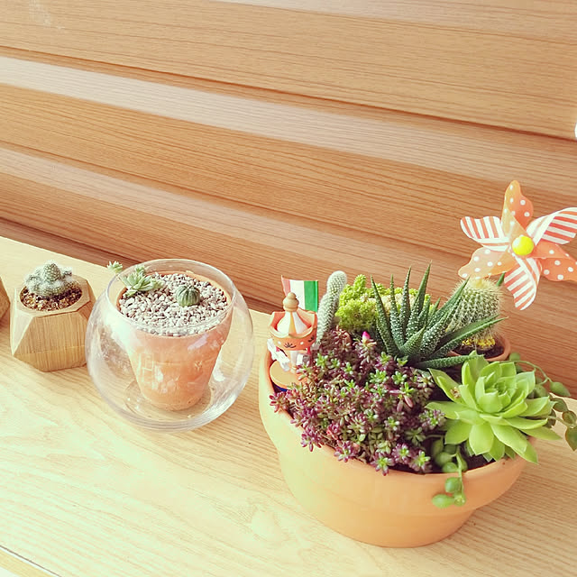 玄関/入り口/多肉植物のインテリア実例 - 2019-10-03 14:41:16