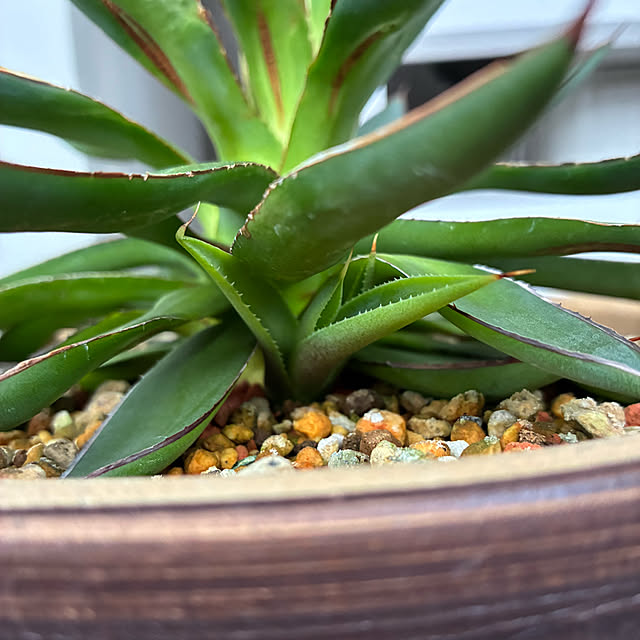 koshiregutyoさんの実例写真