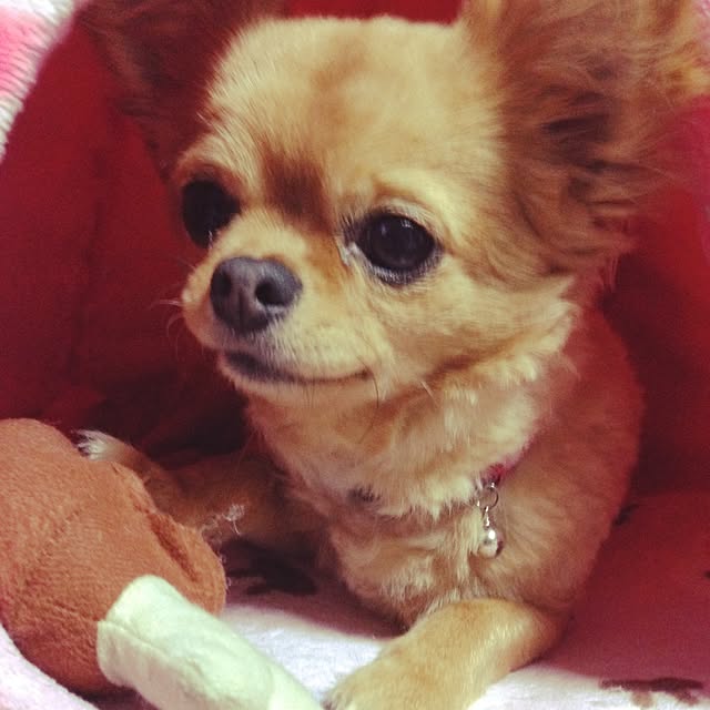 cocoさんの実例写真