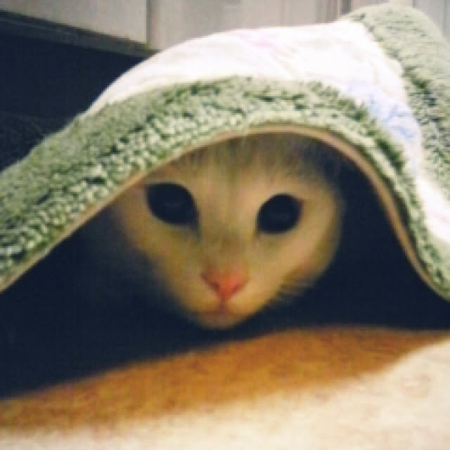 tekokaasanさんの実例写真