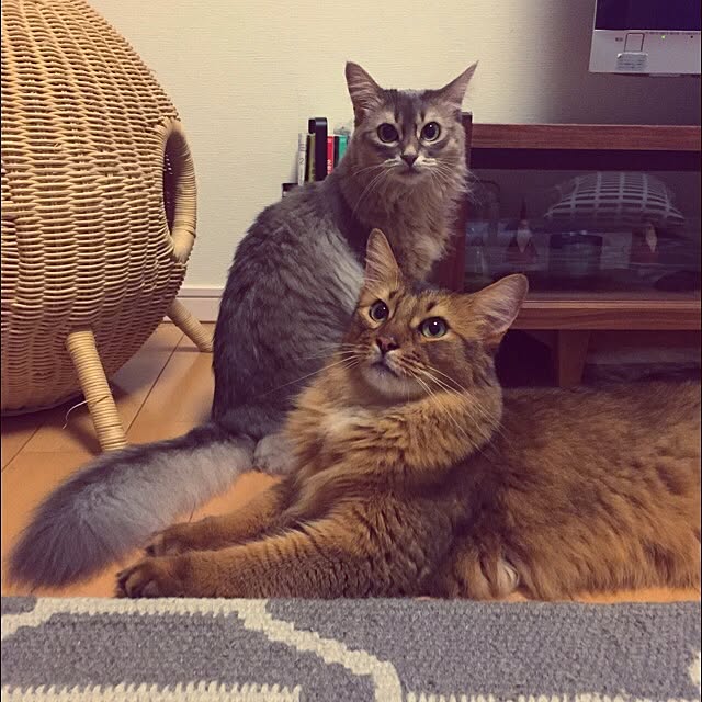 shihoさんの実例写真